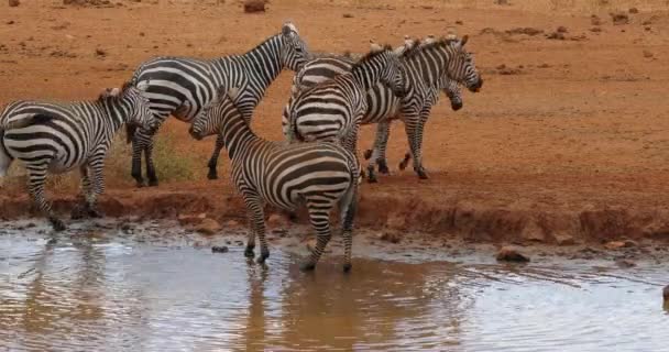 Burchell Zebra Equus Burchelli Herd Drank Water Hole Tsavo Park — 图库视频影像