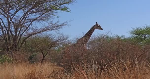 Masai Giraffe Giraffa Camelopardalis Tippelskirchi Adult Walking Bush Tsavo Park — Stock Video