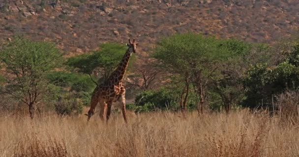 Masai Giraffe Giraffa Camelopardalis Tippelskirchi Vuxen Vandring Genom Bush Tsavo — Stockvideo