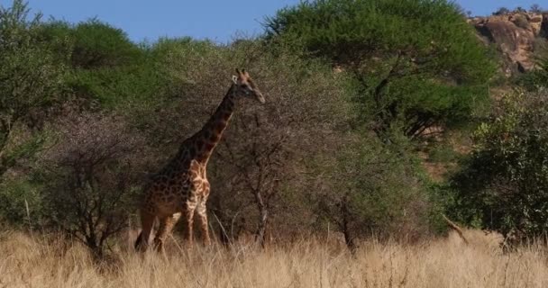 Masai Giraffe Giraffa Camelopardalis Tippelskirchi Erwachsene Spaziergänge Durch Busch Tsavo — Stockvideo