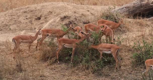 Impala Aepyceros Melampus Grupp Kvinna Äter Bush Masai Mara Park — Stockvideo