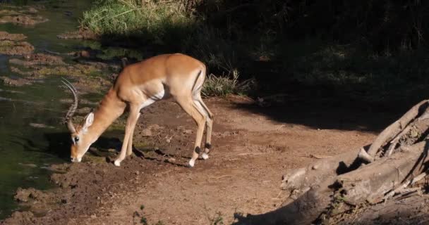 Impala Aepyceros Melampus Мужской Питьевой Воды Цаво Парк Кении Реальном — стоковое видео