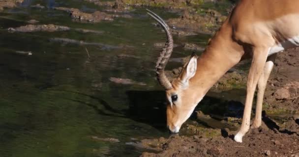 Impala Aepyceros Melampus Água Potável Masculina Chifres Parque Tsavo Quênia — Vídeo de Stock