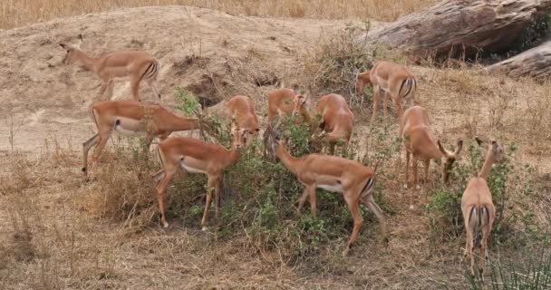 Impala Aepyceros Melampus Группа Женщин Поедающих Буша Парк Масаи Мара — стоковое видео