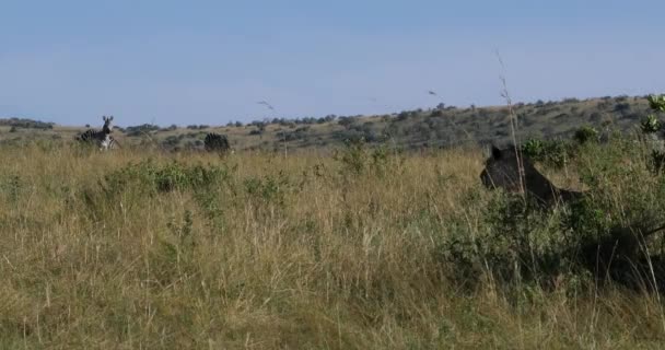 Afrikanischer Löwe Panthera Löwe Weibliche Jagd Herde Von Burchell Zebras — Stockvideo