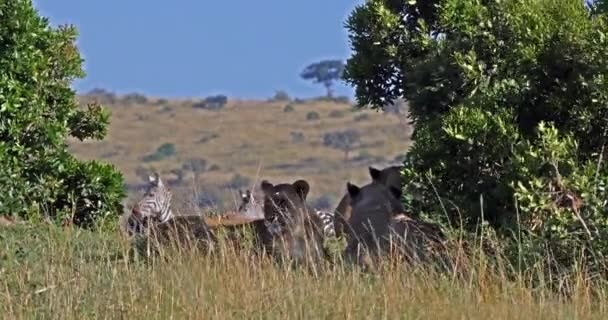 Lion africain, panthera leo, Chasse aux femelles, Troupeau de Burchell Zebras, Parc Tsavo au Kenya, En temps réel 4K 