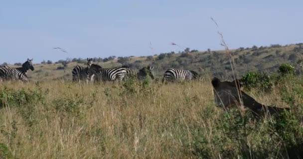 Afrikanischer Löwe Panthera Löwe Weibliche Jagd Herde Von Burchell Zebras — Stockvideo