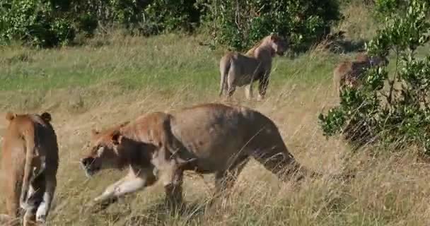 Afrikaanse Leeuw Panthera Leo Vrouwtjes Wandelen Door Savannah Geeuwen Spelen — Stockvideo