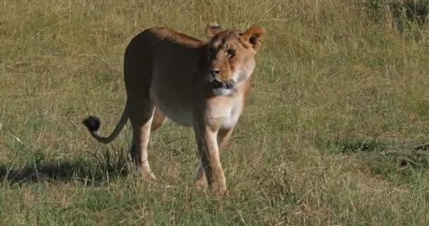 Lion africain, panthera leo, Promenade féminine dans la savane, Parc Tsavo au Kenya, 4K en temps réel 
