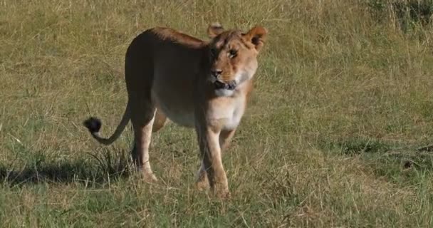 León Africano Pantera Leo Mujer Caminando Por Savannah Tsavo Park — Vídeos de Stock