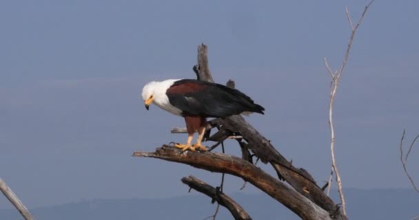 Afrikanischer Fischadler Haliaeetus Vozifer Erwachsen Auf Der Baumkrone Baringo See — Stockvideo