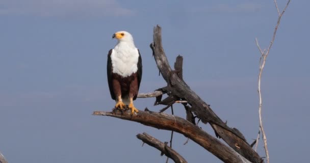 Águia Peixe Africano Vocifer Haliaeetus Adulto Alto Árvore Lago Baringo — Vídeo de Stock