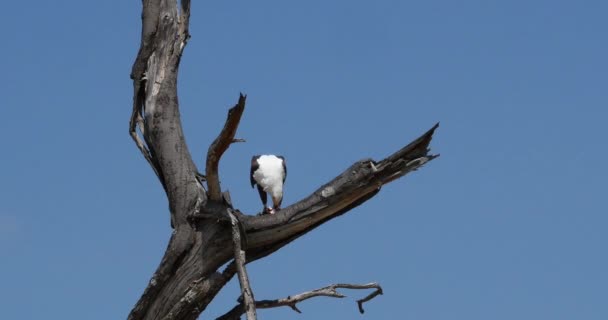 Águila Pescadora Africana Haliaeetus Vocifer Adulto Cima Del Árbol Comiendo — Vídeos de Stock