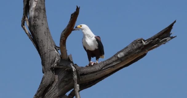 Águila Pescadora Africana Haliaeetus Vocifer Adulto Cima Del Árbol Comiendo — Vídeo de stock