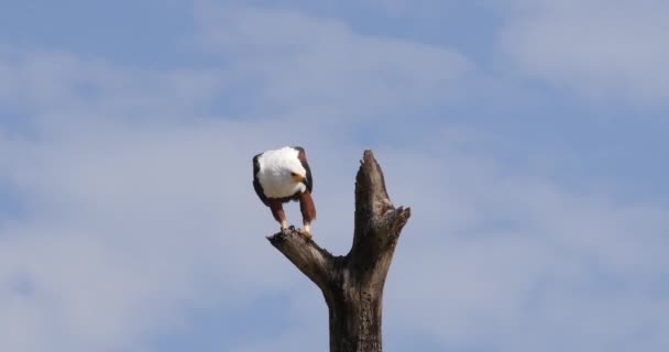 Afrikaanse Visarend Haliaeetus Vocifer Volwassen Aan Top Van Boom Slagvleugeltjes — Stockvideo