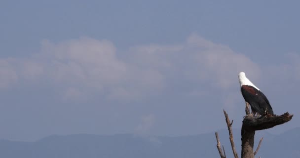 アフリカの魚イーグル ハリアエートボキサー 木の上に大人 呼び出し ケニアのバリンゴ湖 リアルタイム4K — ストック動画