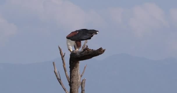African Fish Eagle Haliaeetus Vocyfer Dorosły Szczycie Drzewa Jedzenie Ryb — Wideo stockowe