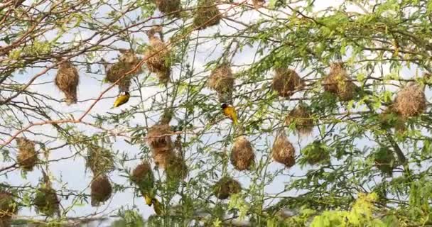 Tejedor Enmascarado Del Norte Ploceus Taeniopterus Macho Parado Nido Lago — Vídeos de Stock