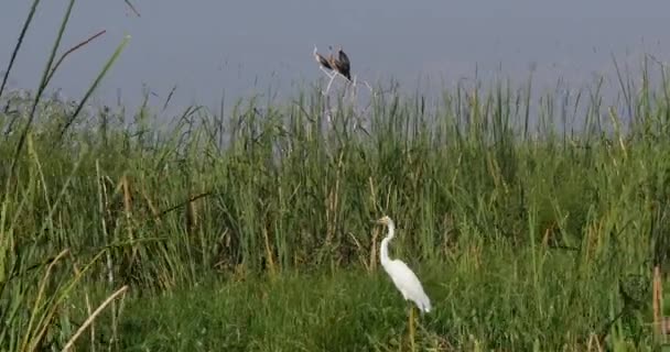 Anhinga和Great Egret的英雄主义者 肯尼亚Baringo湖 实时4K — 图库视频影像