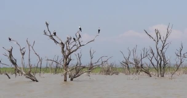 Baringo Lake Landschap Toont Opkomst Van Wateren Met Dode Bomen — Stockvideo