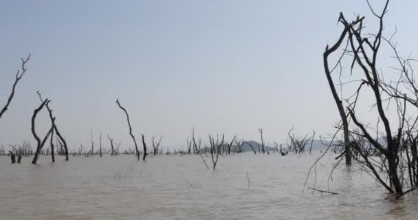 Baringo Lake Landscape Showing Rise Waters Dead Trees Anhinga Flight — Stock Video