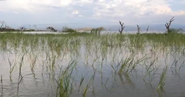 Baringo Lake Landscape Kenya Real Time — Stock Video