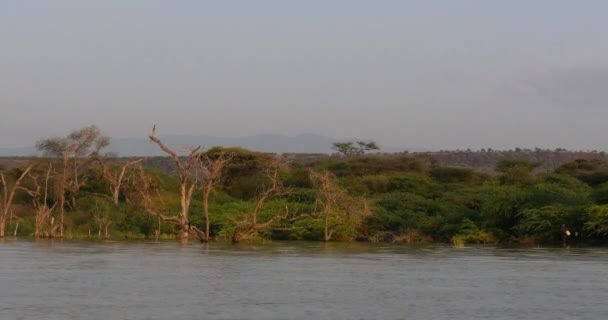 Paisaje Del Lago Baringo Que Muestra Auge Las Aguas Con — Vídeos de Stock