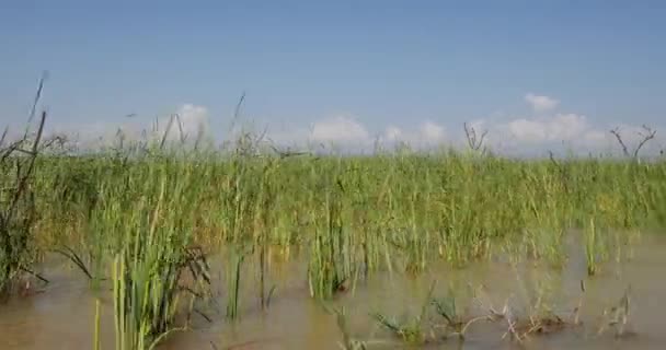 Baringo Lake Landscape Kenya Real Time — стокове відео