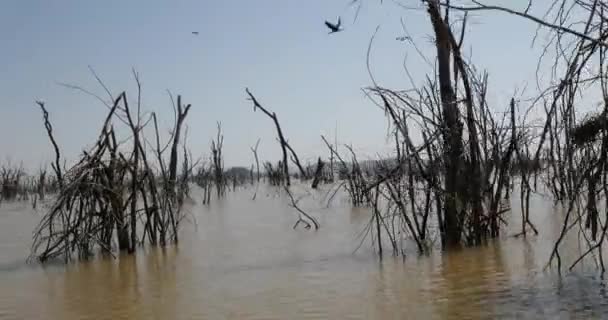 Paisaje Del Lago Baringo Mostrando Auge Las Aguas Con Árboles — Vídeo de stock