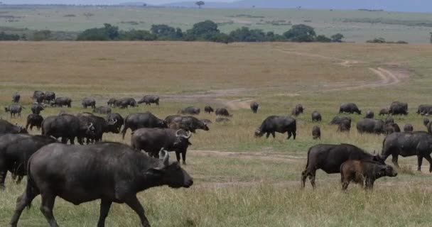 African Buffalo Syncerus Caffer Herd Standing Savannah Masai Mara Park — стокове відео
