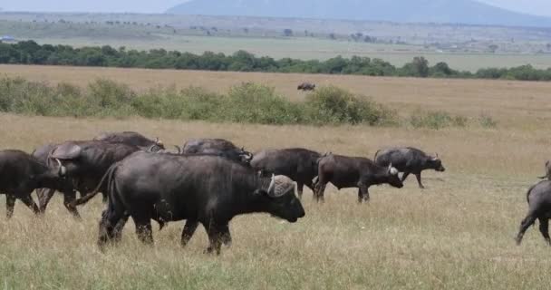 Αφρικανικό Buffalo Syncerus Caffer Herd Στέκεται Στη Σαβάνα Masai Mara — Αρχείο Βίντεο