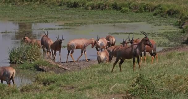 Topi Damaliscus Korrigum Grupa Stojąca Przy Wodopoju Masai Mara Park — Wideo stockowe