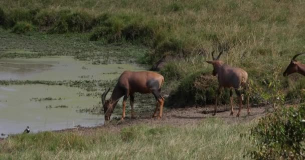 Topi Damaliscus Korrigum Group Standing Water Hole Masai Mara Park — 图库视频影像