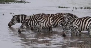 Grant 's Zebra, equus burchelli boehmi, Herd Su Deliği' nde duruyor, Masai Mara Park Kenya, Real Time 4k