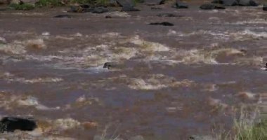 Mara Nehri Masai Mara parkında Kenya, gerçek zamanlı 4k peyzaj