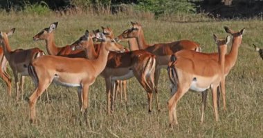 Impala, aepyceros melampus, kadın sürüyü, Masai Mara Park Kenya, gerçek zamanlı 4k