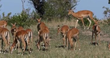 Impala, aepyceros melampus, erkek ve kadınlar, Kenya 'daki Masai Mara Parkı, Real Time 4k