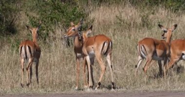 Impala, aepyceros melampus, Kadın Sürüsü, Kenya 'daki Masai Mara Parkı, Tımar, Real Time 4k