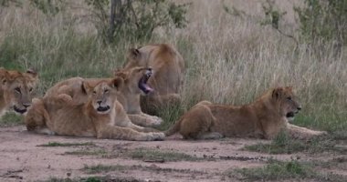 Afrika Aslanı, Panthera Aslanı, Anne ve Yavruları, Esneme, Kenya Nairobi Parkı, Real Time 4k