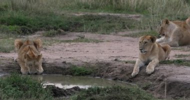 Afrika aslanı, panthera leo, su birikintisinde içen yavru, Kenya 'daki Nairobi Parkı, Real Time 4k