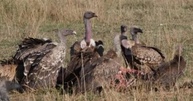 African white-backed vulture, gyps africanus, and Hooded Vulture, necrosyrtes monachus, Group on a Carcass, Masai Mara Park in Kenya, Real Time 4K