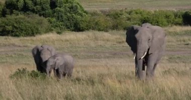 African Elephant, loxodonta africana, Mother and calf, Masai Mara Park in Kenya, Real Time 4K