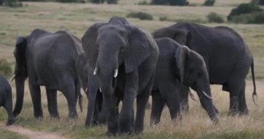 African Elephant, loxodonta africana, Group in the Savannah, Masai Mara Park in Kenya, Real Time 4K