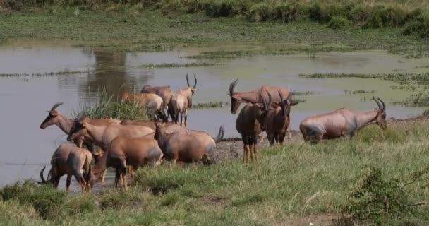 Topi Damaliscus Korrigum Group Berdiri Water Hole Taman Masai Mara — Stok Video