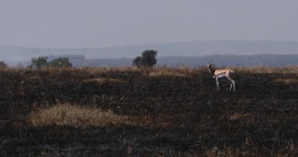 Thomson Gazelle Gazella Thomsoni Savannah Fire Masai Mara Park Kenia — Vídeos de Stock