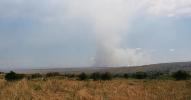 Savannah Fire Masai Mara Park Kenya Real Time — Stok Video