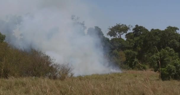 Savannah Fire Masai Mara Park Kenya Real Time — Stok video