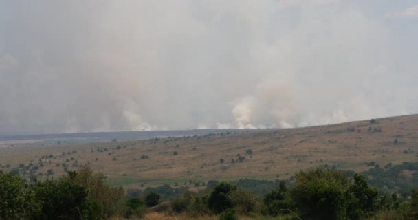 Savannah Fire Masai Mara Park Kenia Real Time — Stockvideo