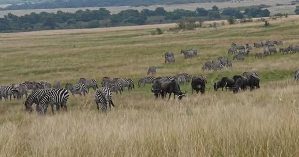 Grant Zebra Equus Burchelli Boehmi Blue Wildebeest Connochaetes Taurinus Masai — Vídeo de stock