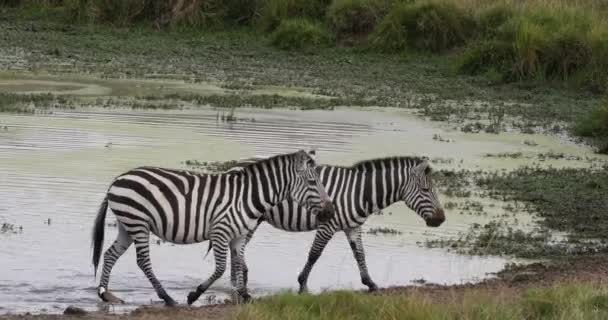 Grant s Zebra, equus burchelli boehmi, Stádo stojící u vodní díry, park Masai Mara v Keni, v reálném čase 4k